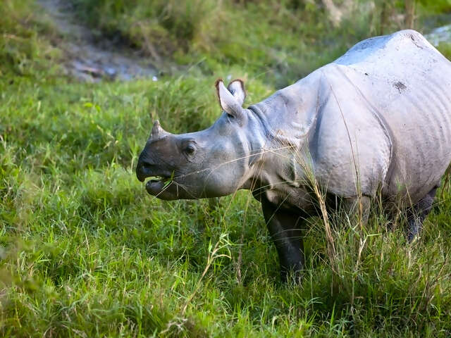 Chitwan Independent Adventure and Homestay