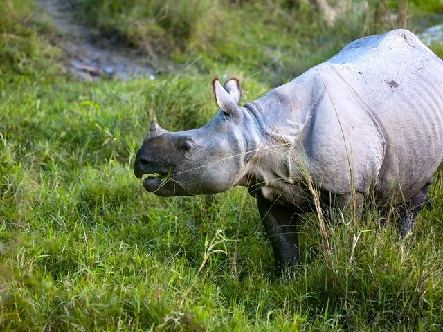 Chitwan Independent Adventure and Homestay