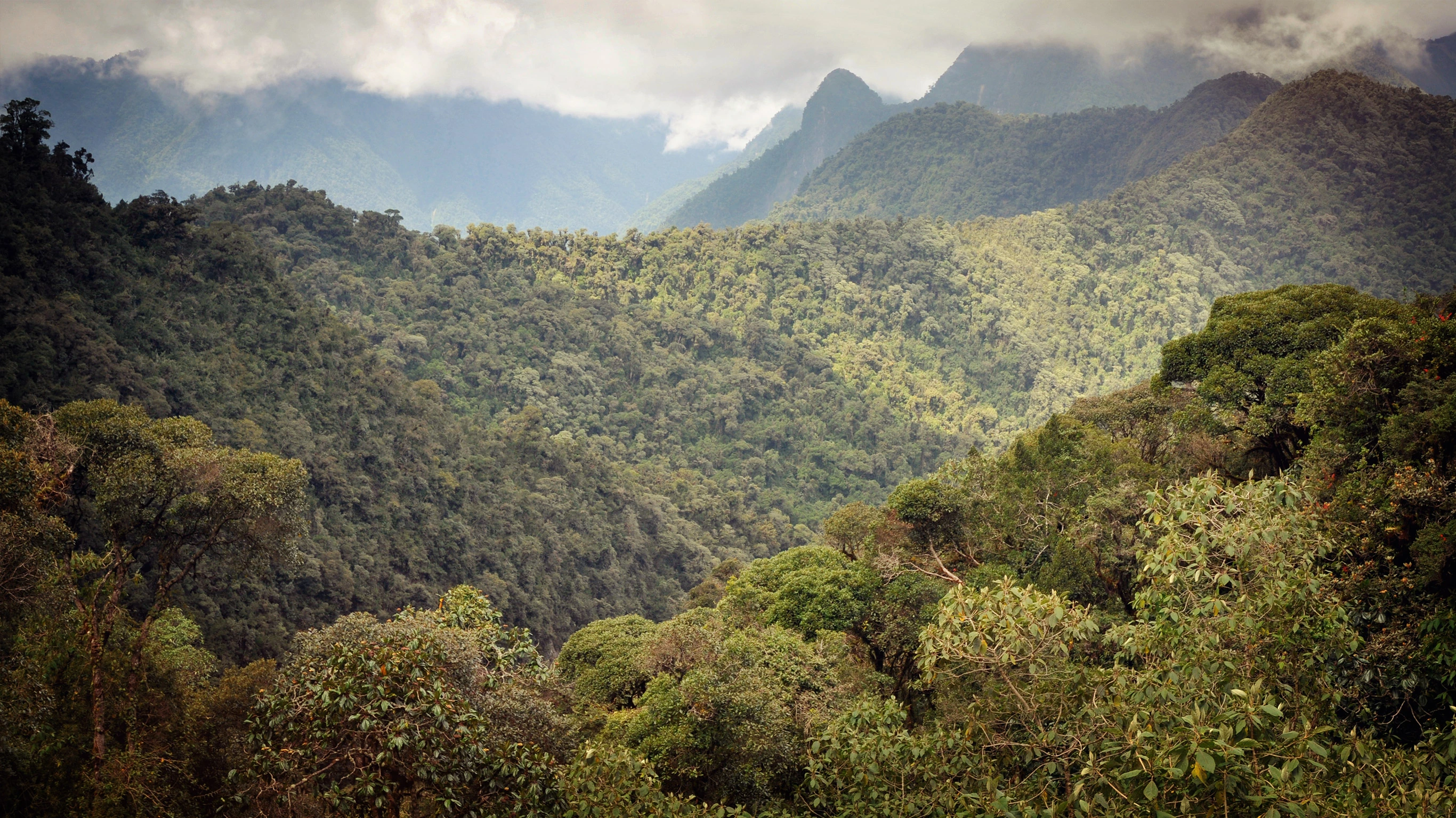 Cloud Forest Independent Adventure