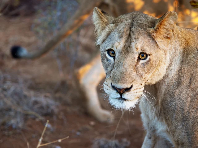 Mozambique, Kruger & Swazi Discoverer