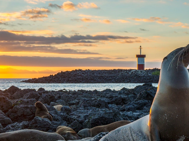 Galápagos – Central and East Islands aboard the Reina Silvia Voyager (Cruise Only)