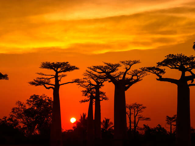 Madagascar - Baobab & Tsingy Explorer