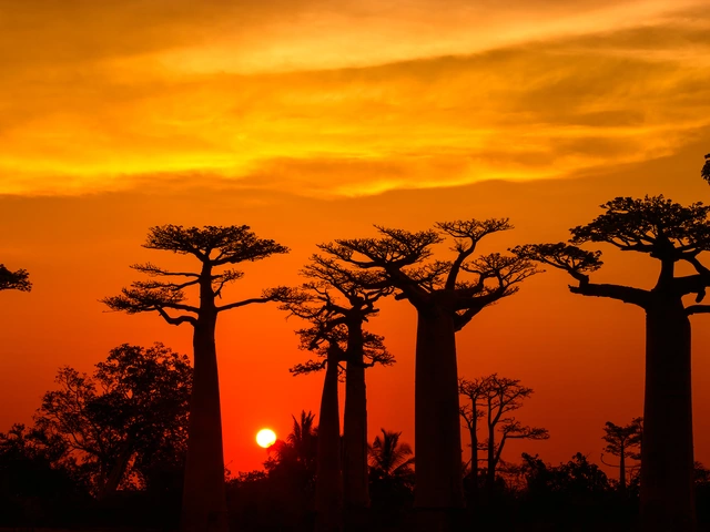 Madagascar - Baobab & Tsingy Explorer