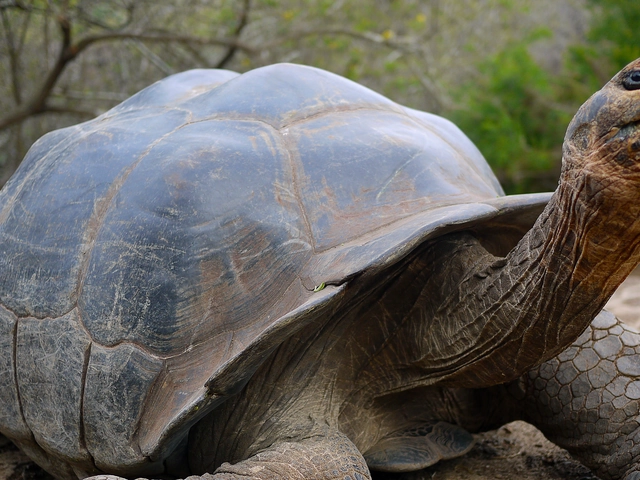 Galápagos — Central & East Islands aboard the Xavier III