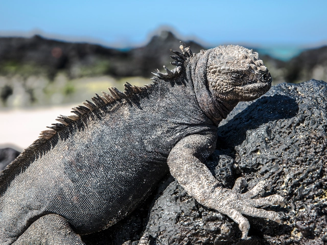 Galápagos — North & Central Islands aboard the Eden