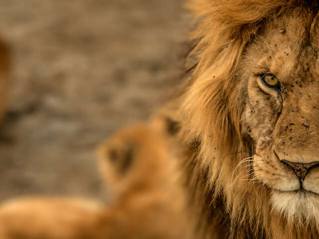 Ultimate East Africa