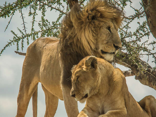 Wildlife Parks of Tanzania