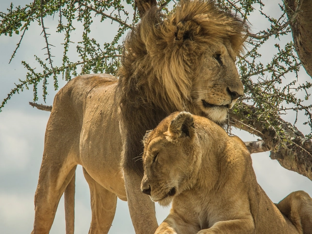 Wildlife Parks of Tanzania
