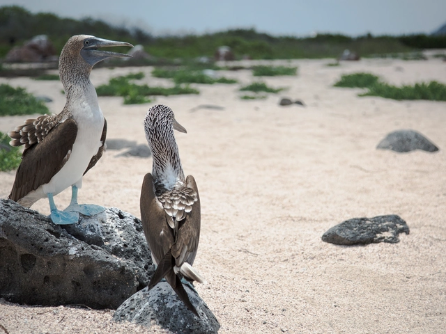 Quintessential Burgundy
