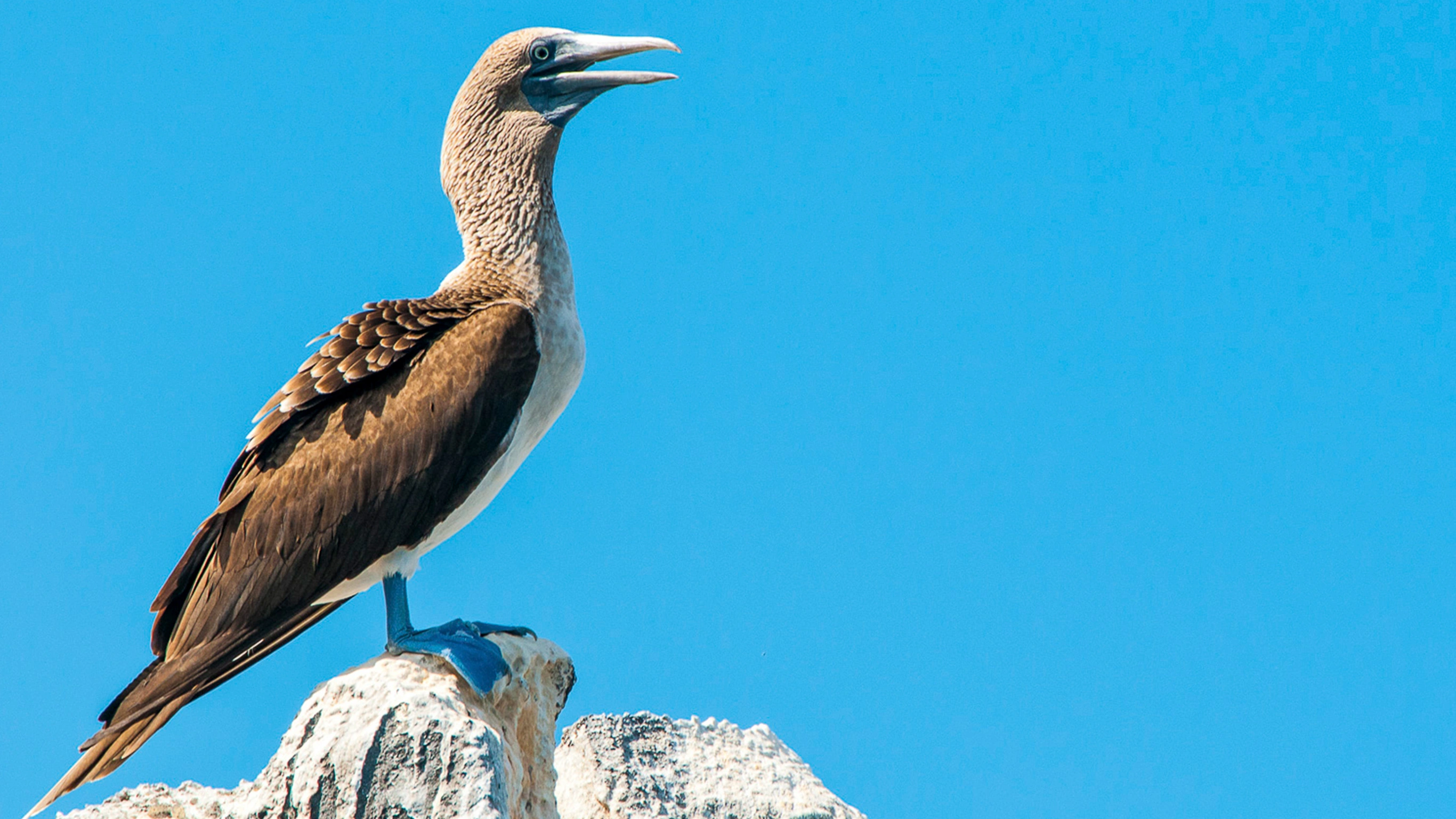 Galápagos – West and Central Islands aboard the Reina Silvia Voyager (Cruise Only)