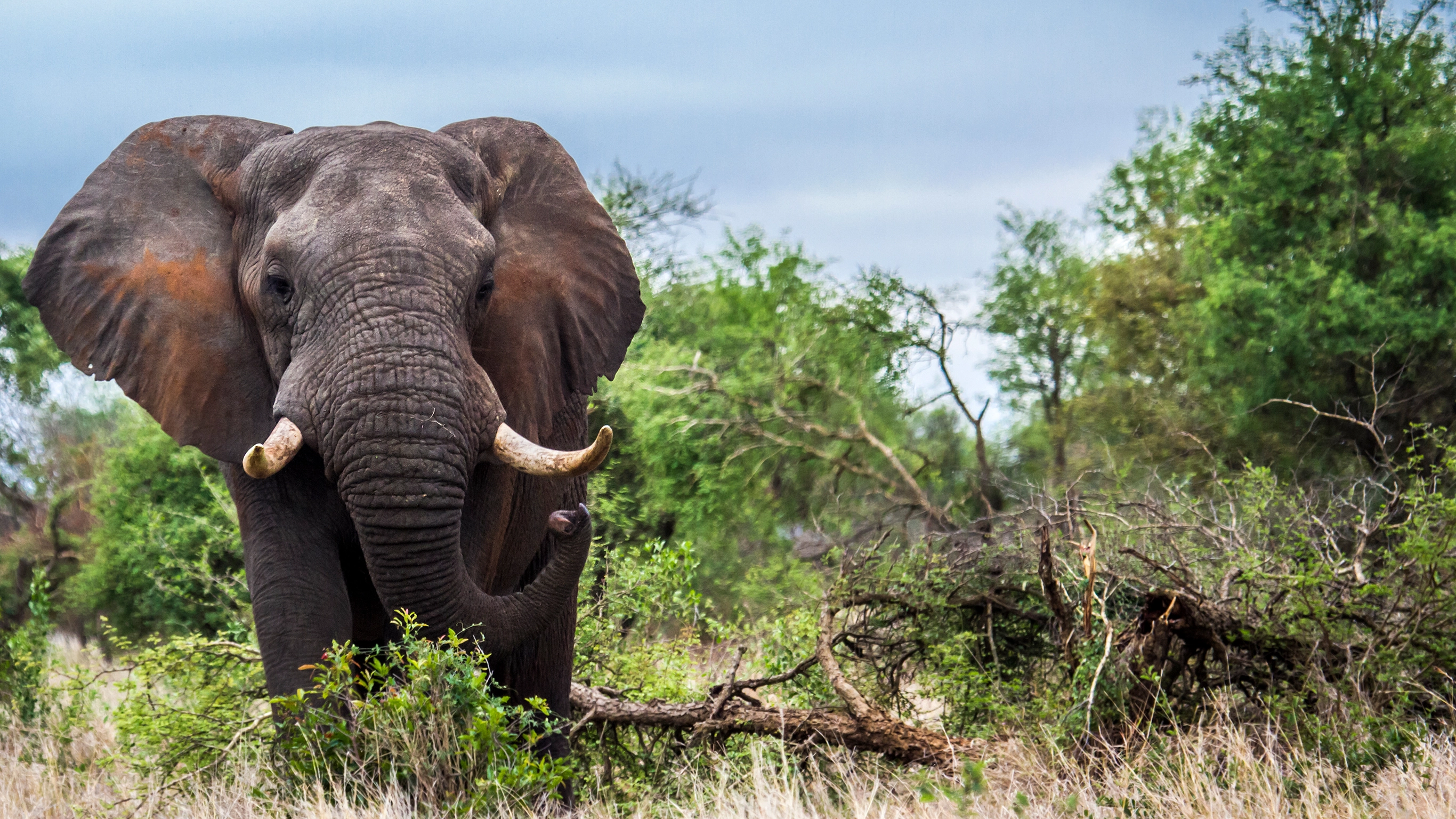 Discover Kruger & Namibia