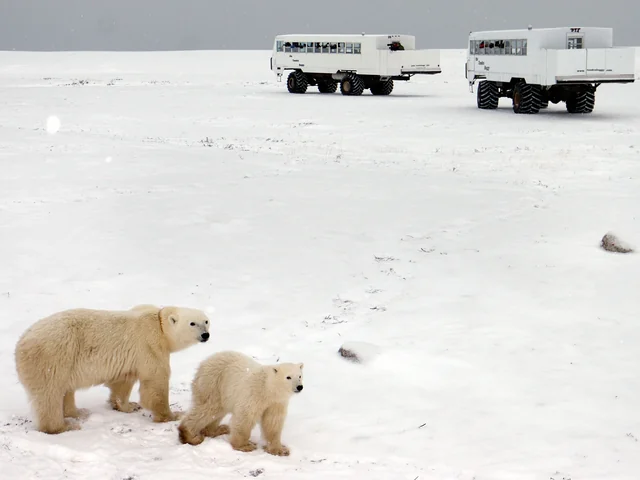 Churchill Polar Bears Independent Adventure