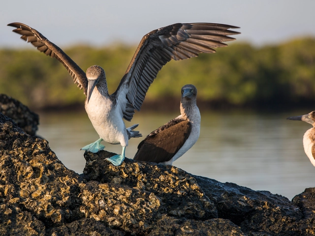 Galápagos — South & East Islands aboard the Eden