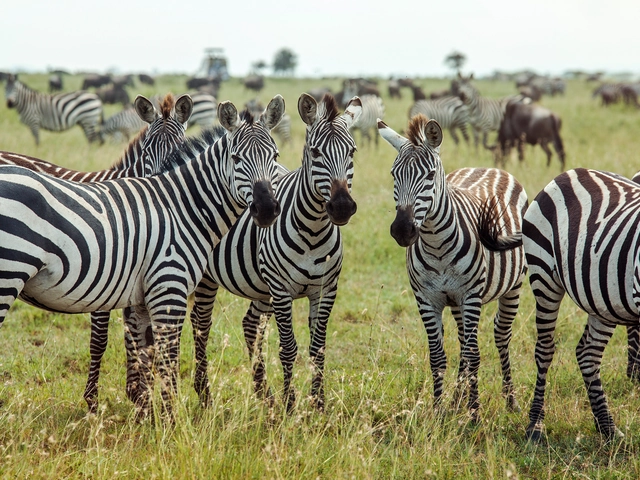 Southern Africa Encompassed: Bush Camps & Wildlife Spotting