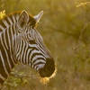 TailorMade Southern Africa: Safari & Camping Adventure