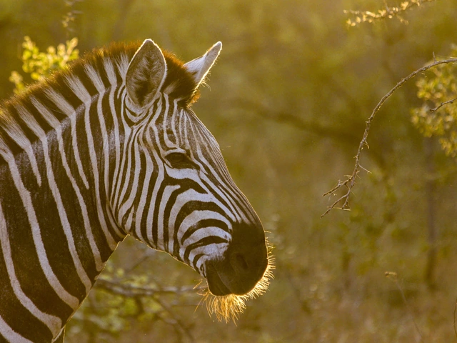 TailorMade Southern Africa: Safari & Camping Adventure