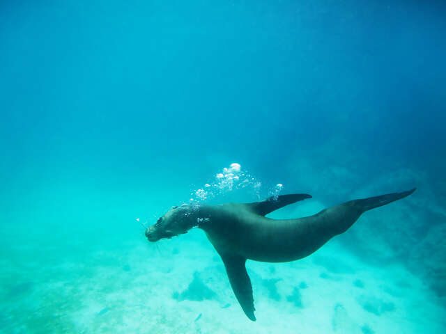 Upgraded Land Galapagos