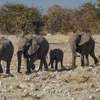 Delta & Falls Westbound: Natural Wonders & Wildlife