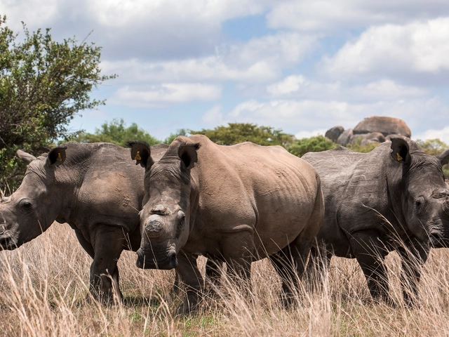 The Great Southern Africa Safari