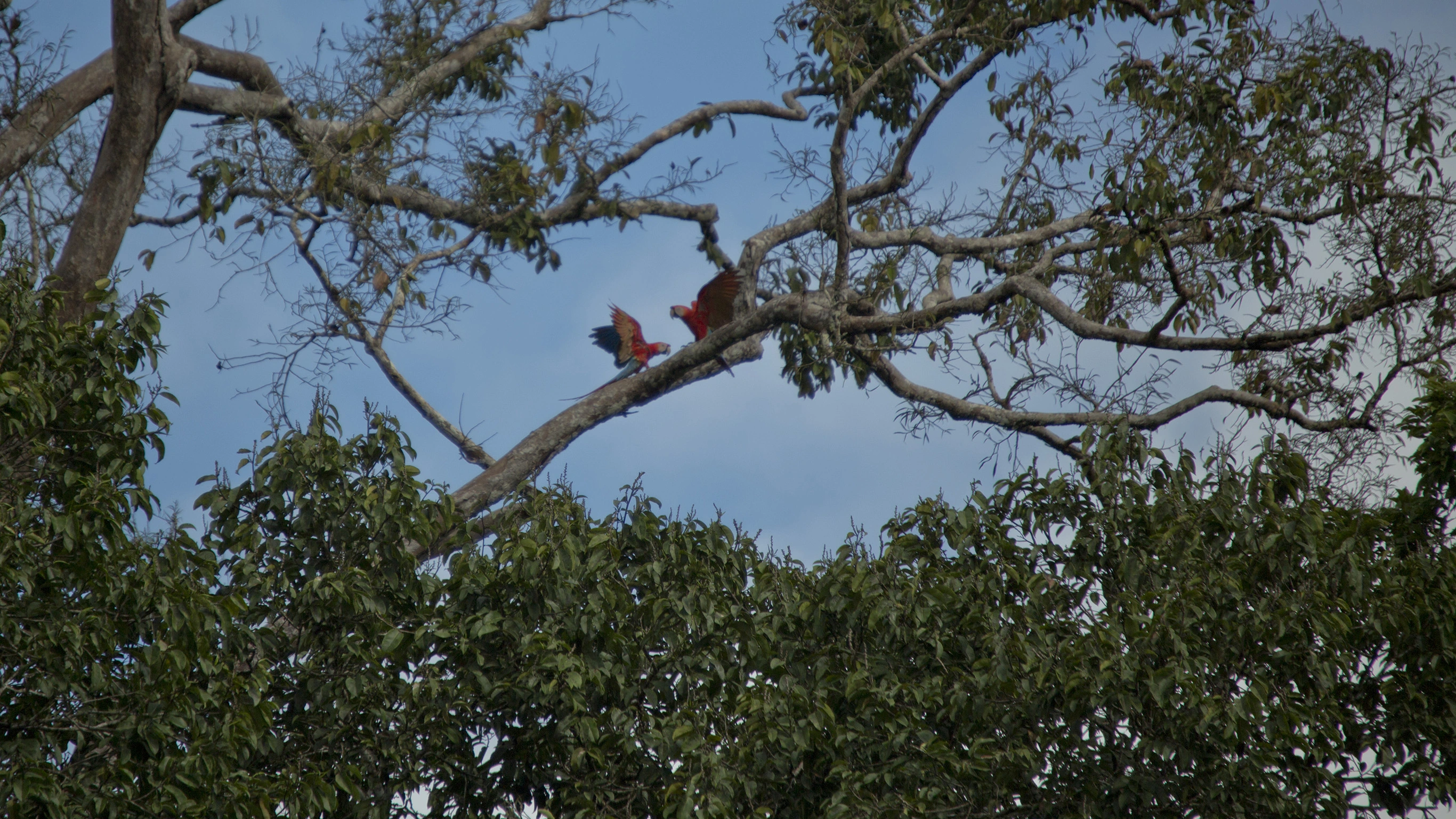 Local Living Ecuador—Amazon Jungle