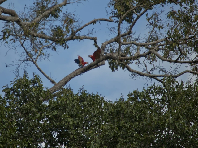 Local Living Ecuador—Amazon Jungle