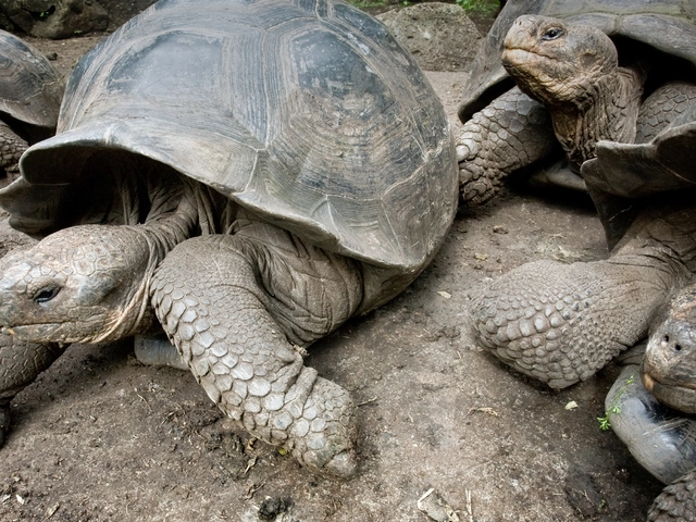 Galápagos Land & Sea — Central Islands aboard the Xavier III