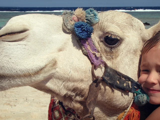 Egypt Family Adventure