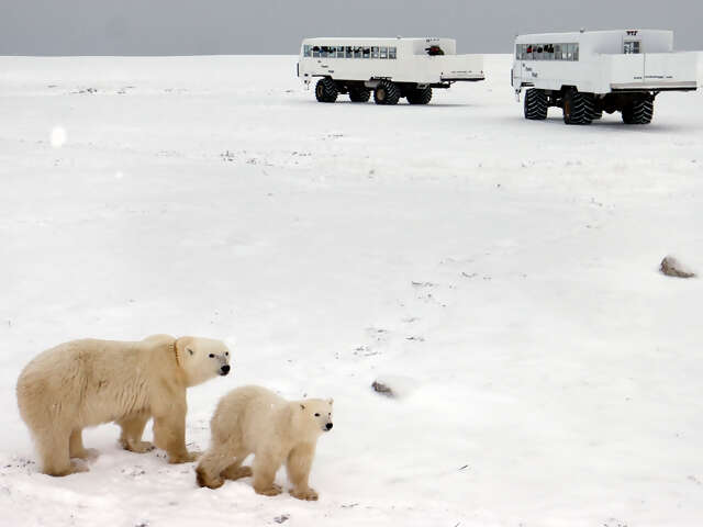 Churchill Polar Bears