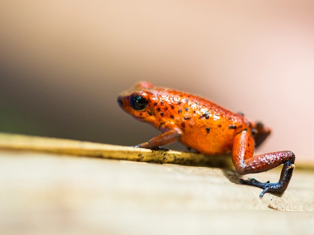Tortuguero National Park Tour – 4-Day Independent Adventure