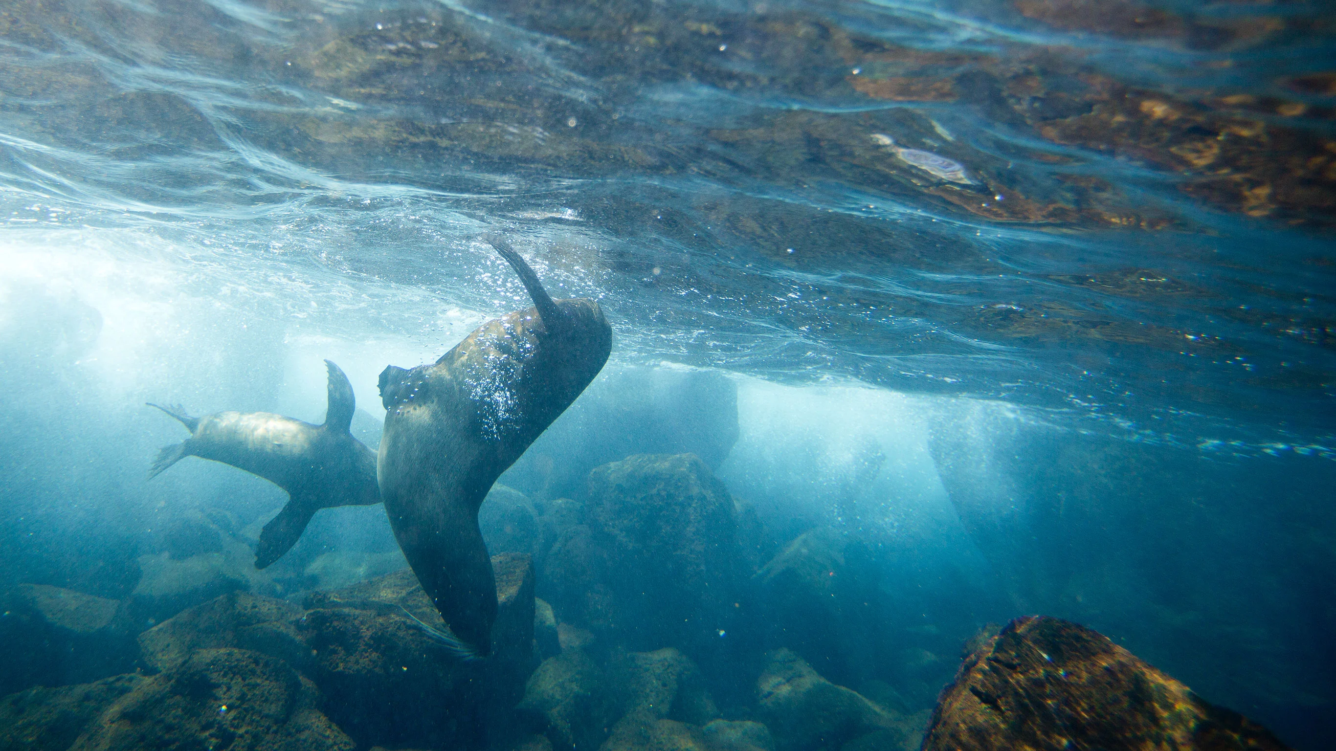 Galápagos Land & Sea — Central & East Islands aboard the Xavier III