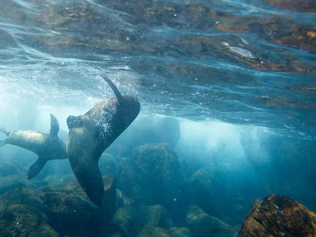 Galápagos Land & Sea — Central & East Islands aboard the Xavier III
