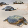 Tortuguero National Park Tour – 5-Day Independent Adventure