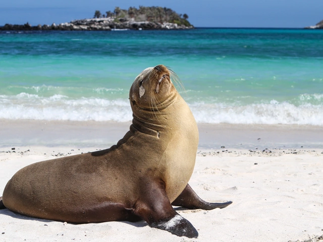 Galápagos — North, West & Central Islands aboard the Yolita