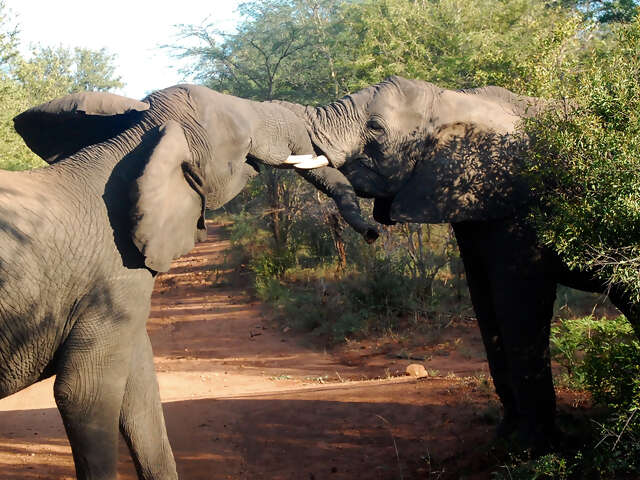 South Africa Overland: Sea Cliffs & Safari Drives