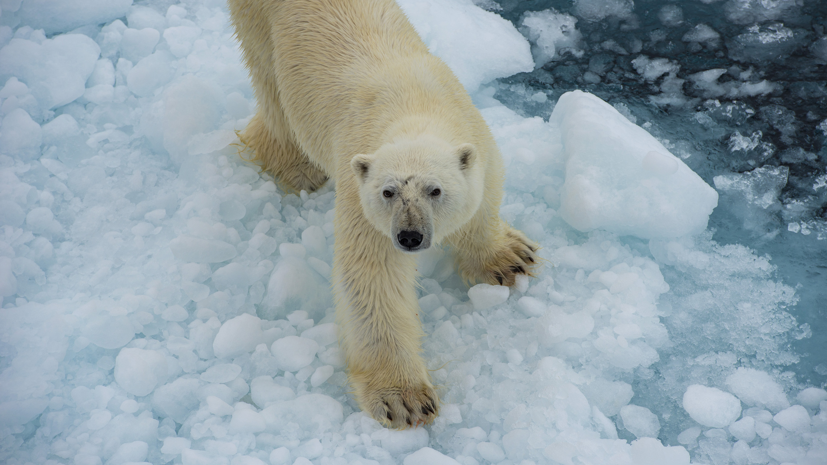Canadian Polar Bear Experience
