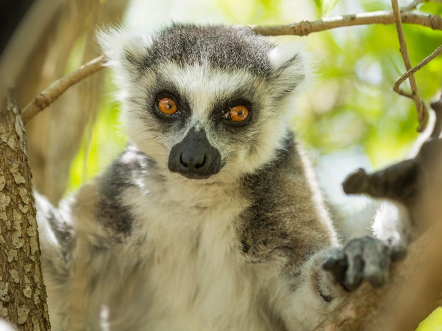 Northern Madagascar Explorer