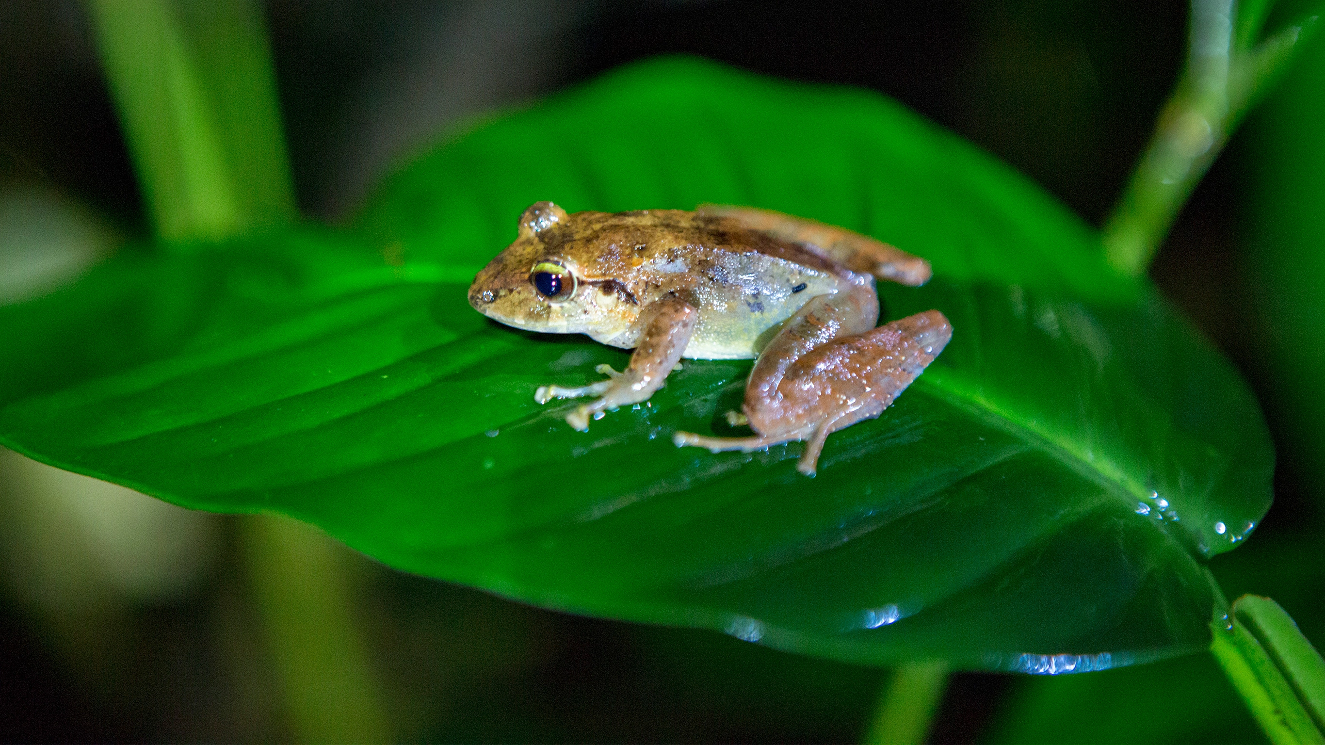 TailorMade Costa Rica: Natural Wonders