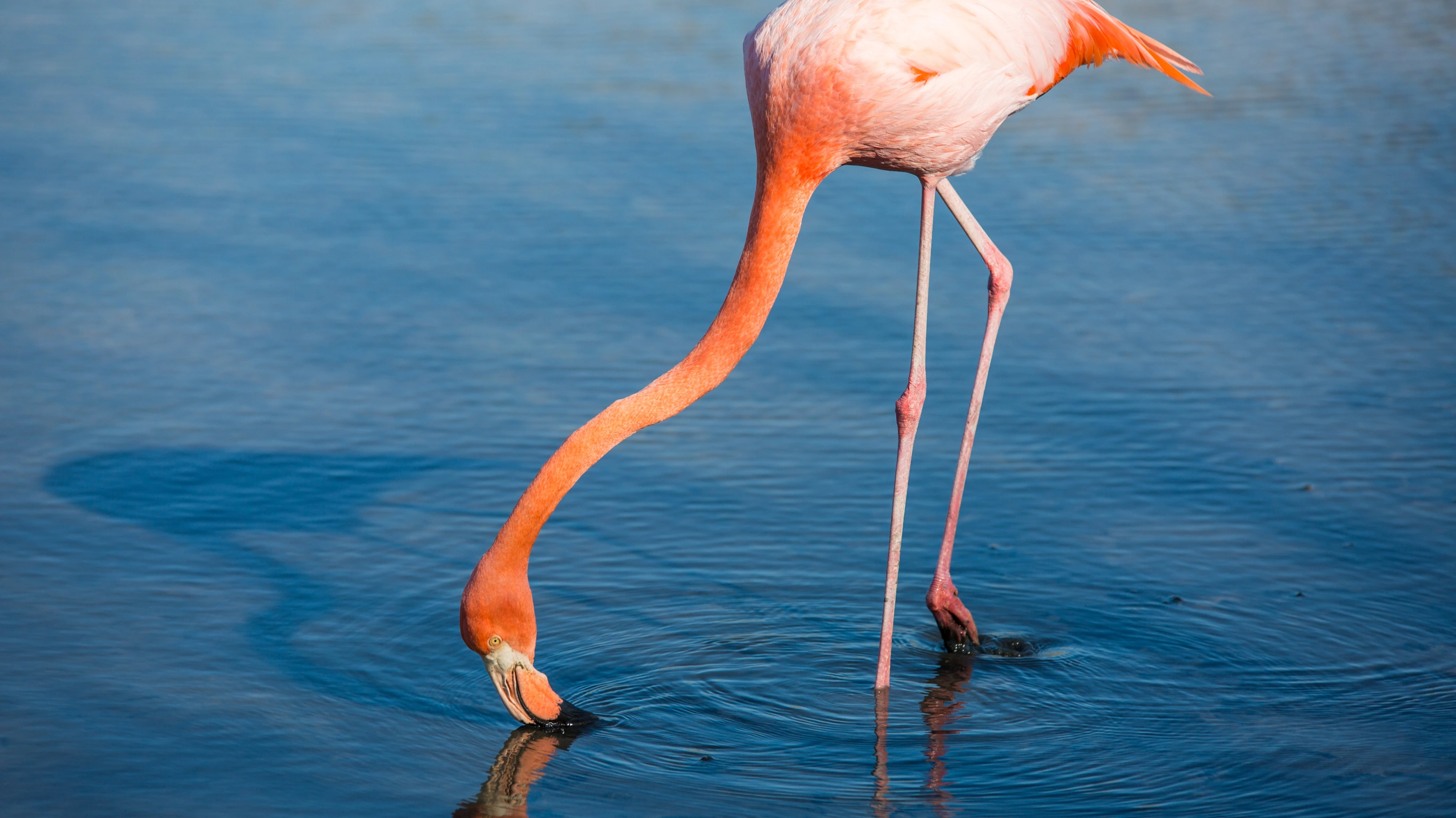 Galápagos — West, Central & East Islands aboard the Estrella del Mar