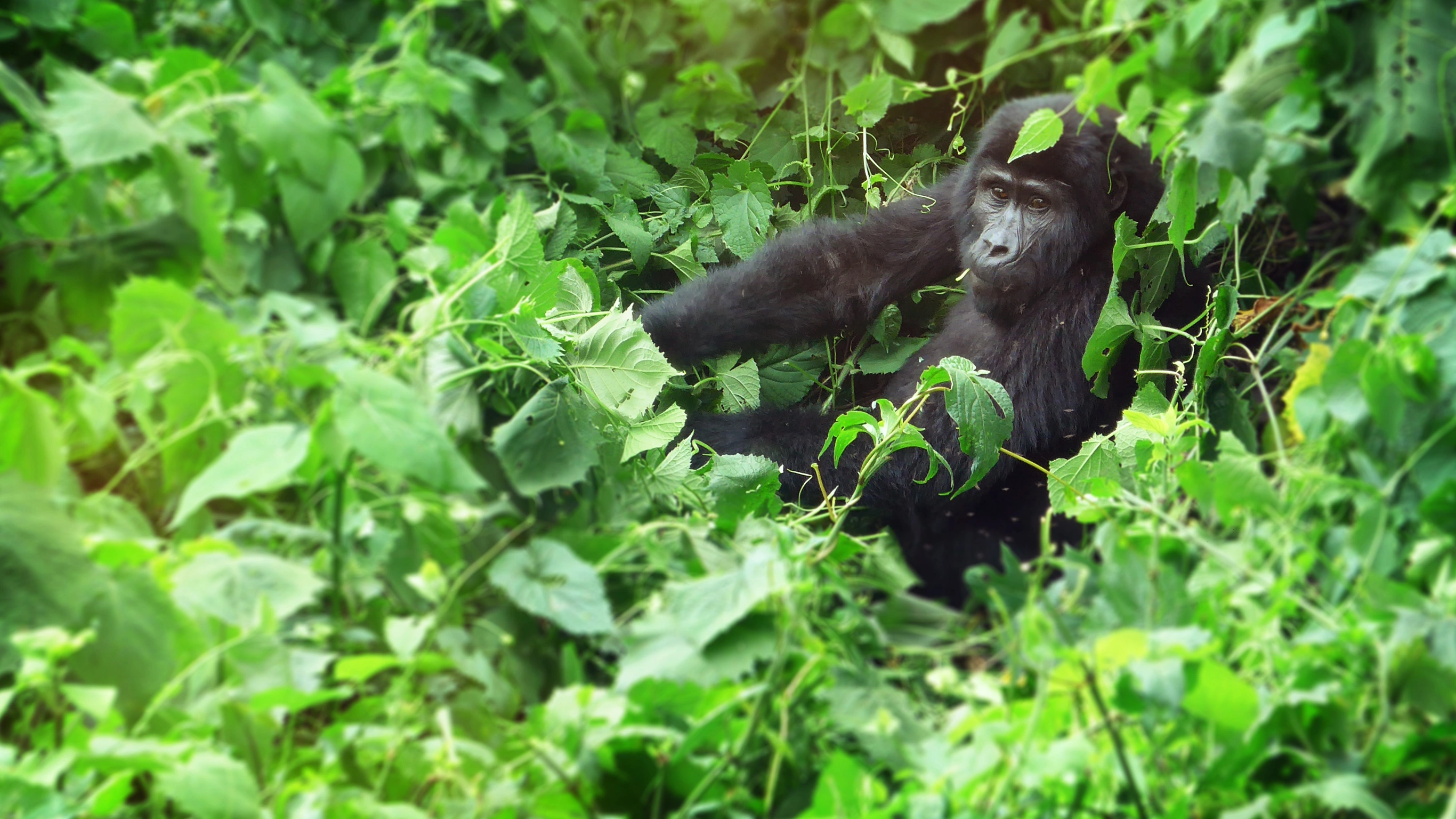 Rwanda and Uganda Gorilla & Chimp Adventure