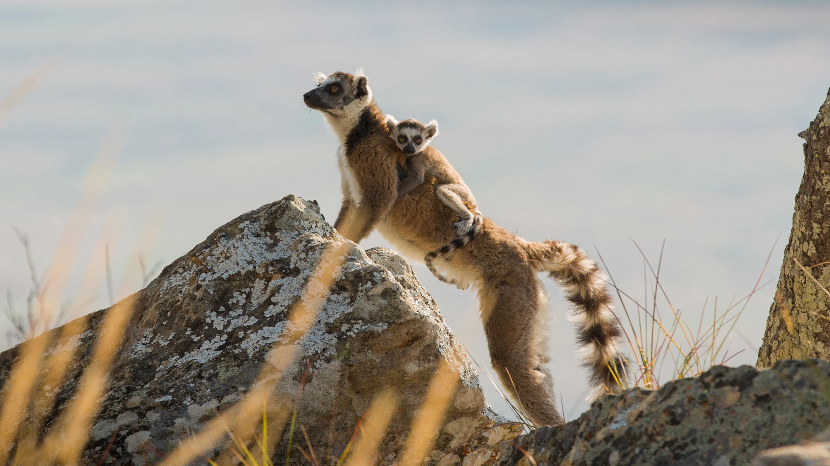 Ultimate Madagascar Adventure