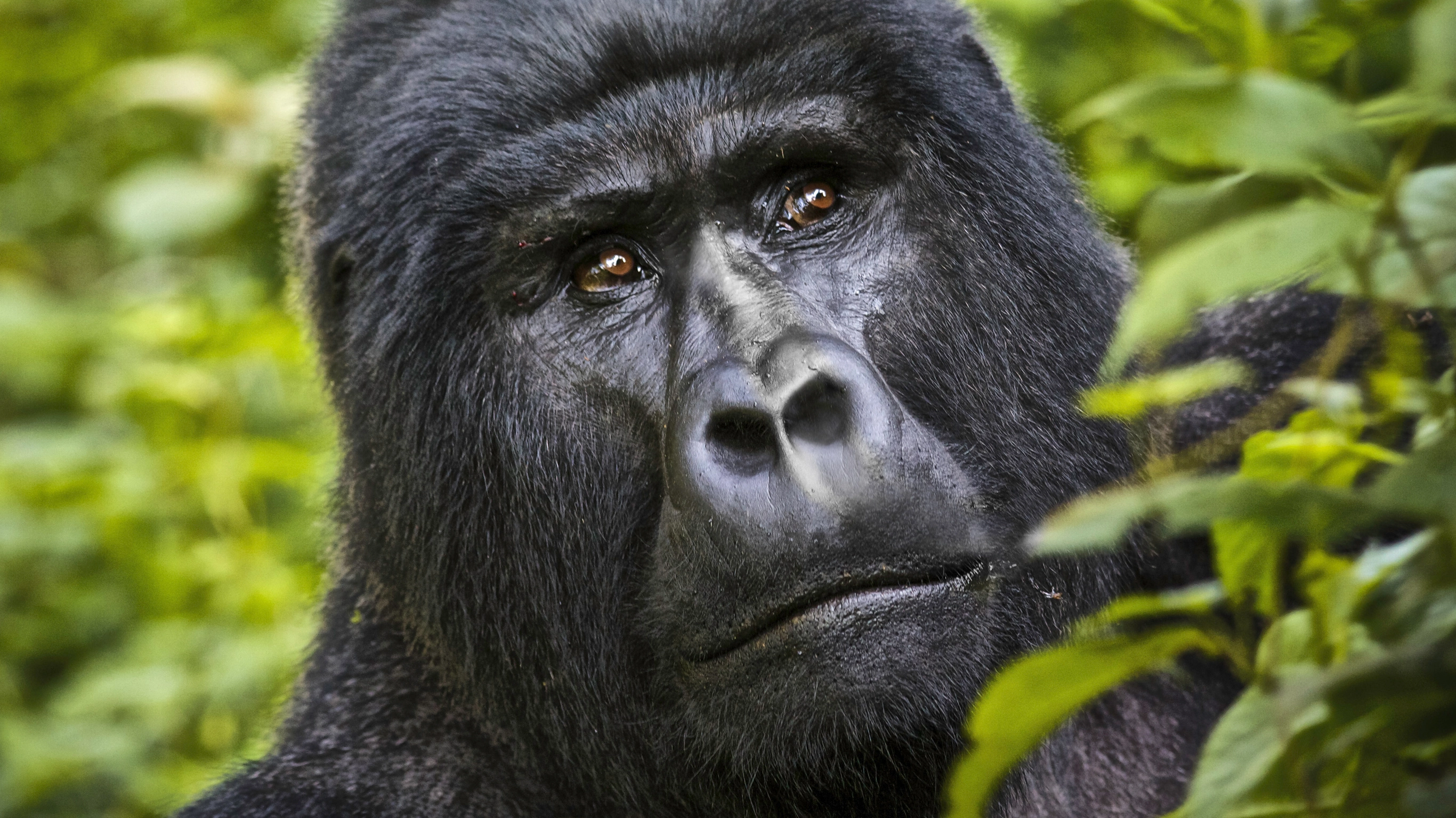 Kenya & Uganda Gorilla Adventure