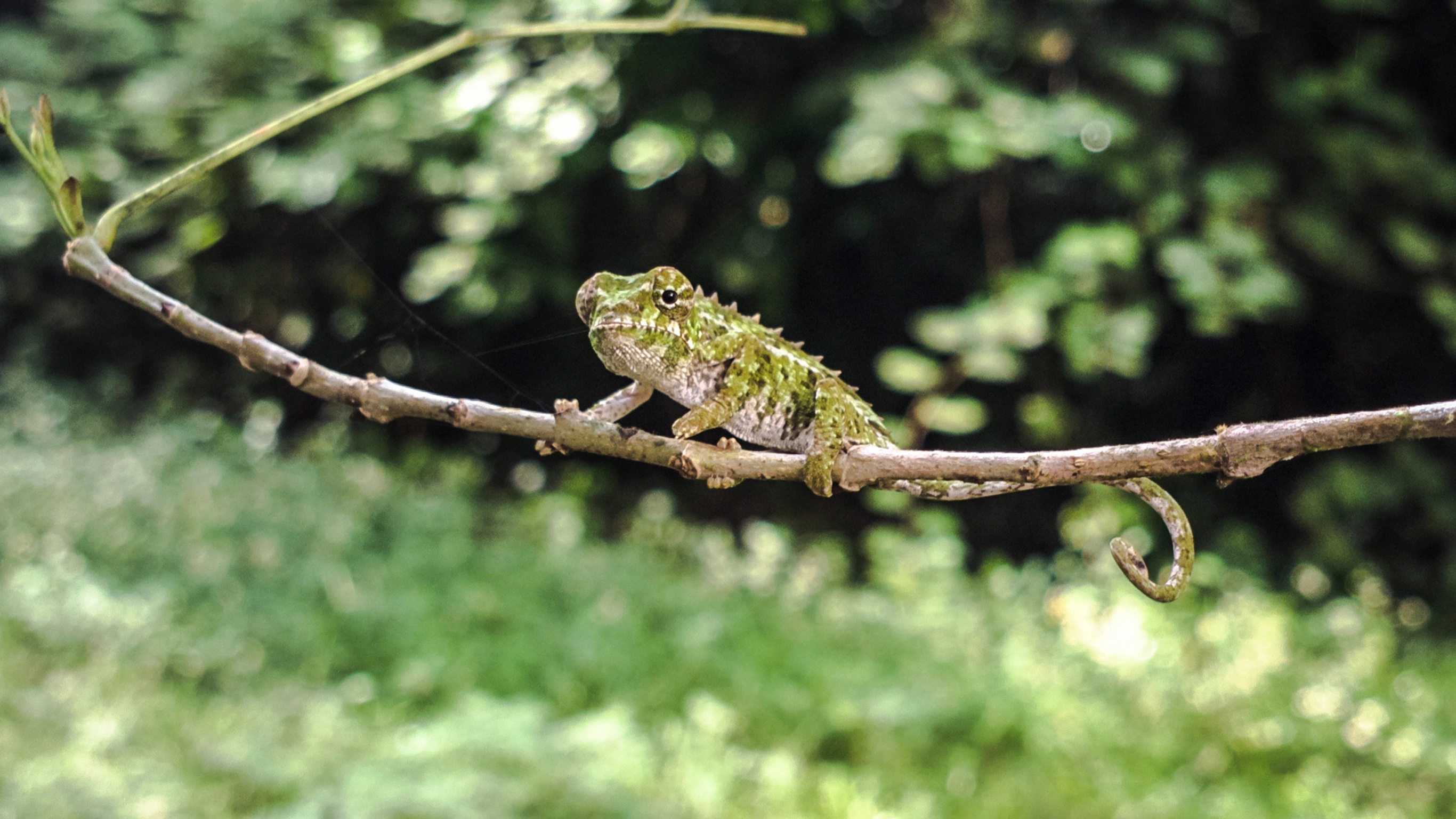 Highlights of Madagascar — Plus