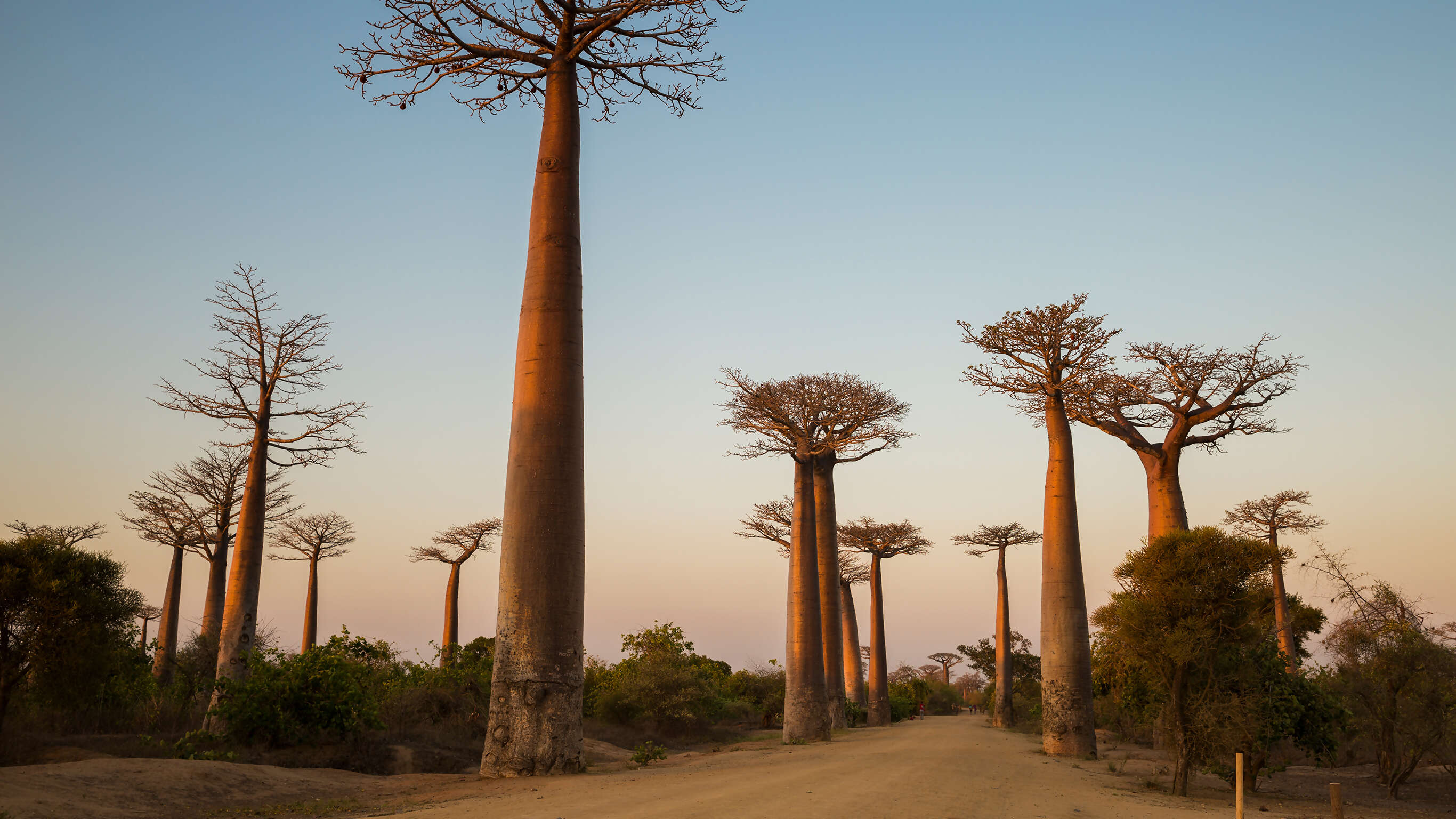 Madagascar - Baobab & Tsingy Explorer
