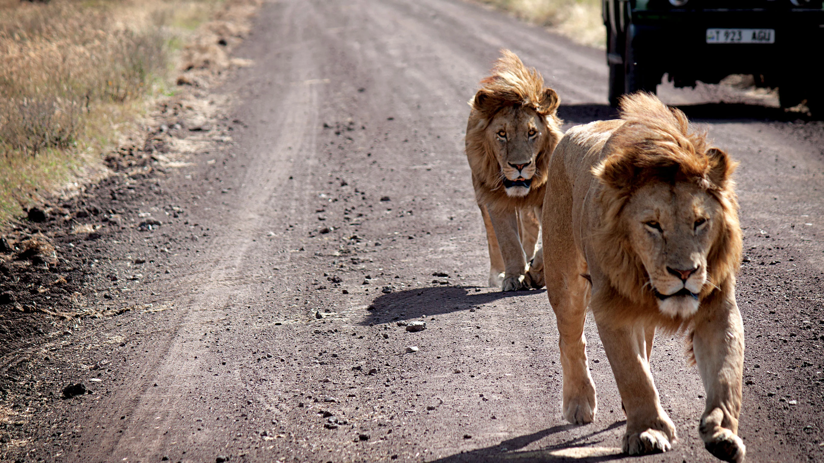 Serengeti Safari to Zanzibar