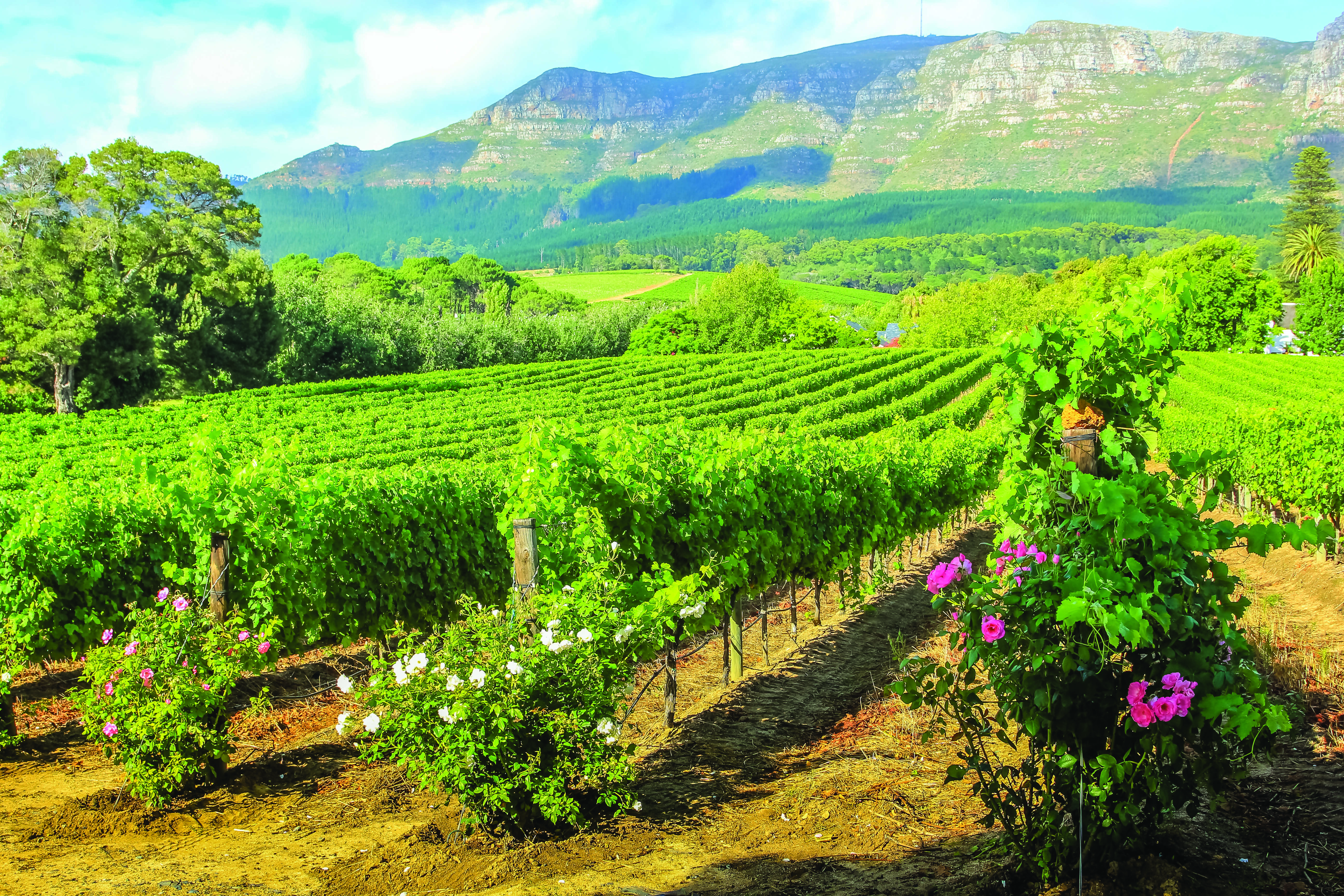 Spectacular South Africa Culture & Nature in Harmony