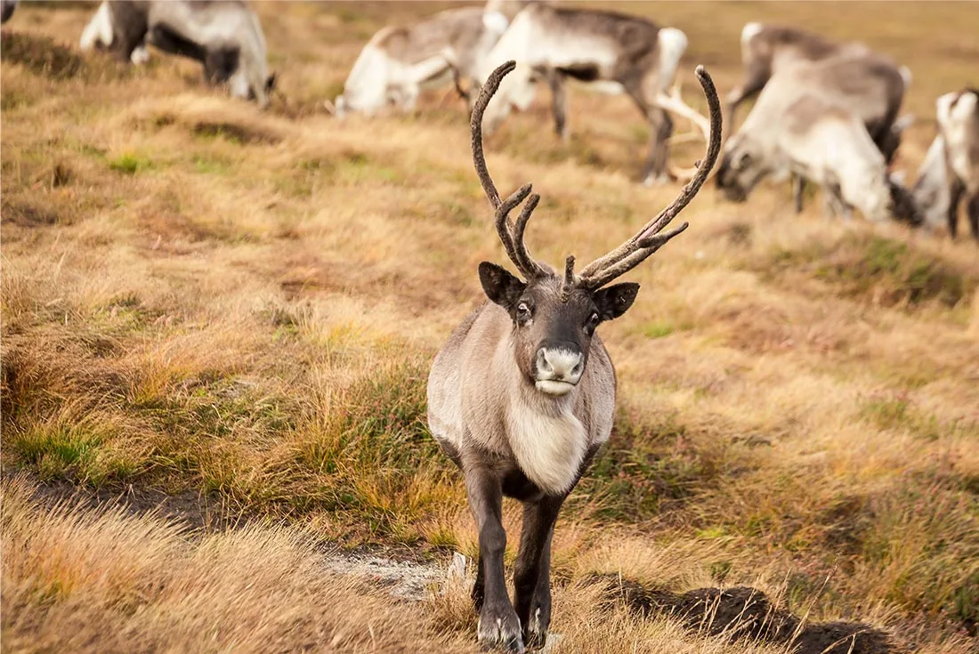 Explore Eastern Greenland