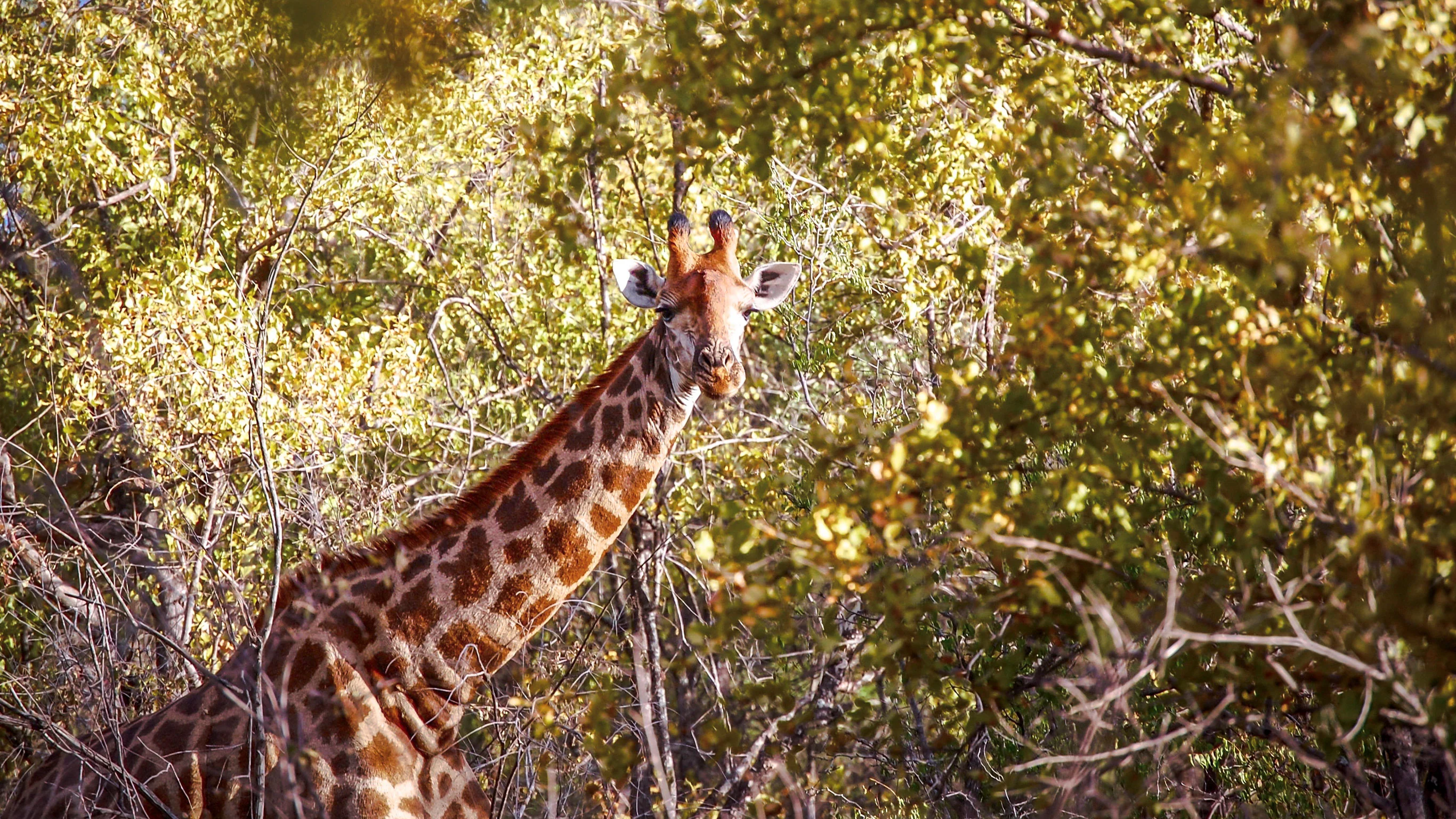 Kruger Upgraded Adventure