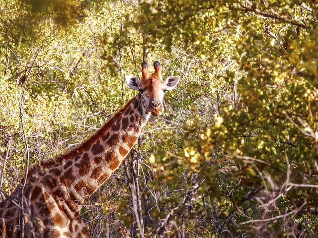 Kruger Upgraded Adventure