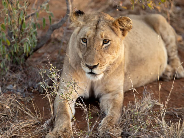 Upgraded Best of Southern Africa