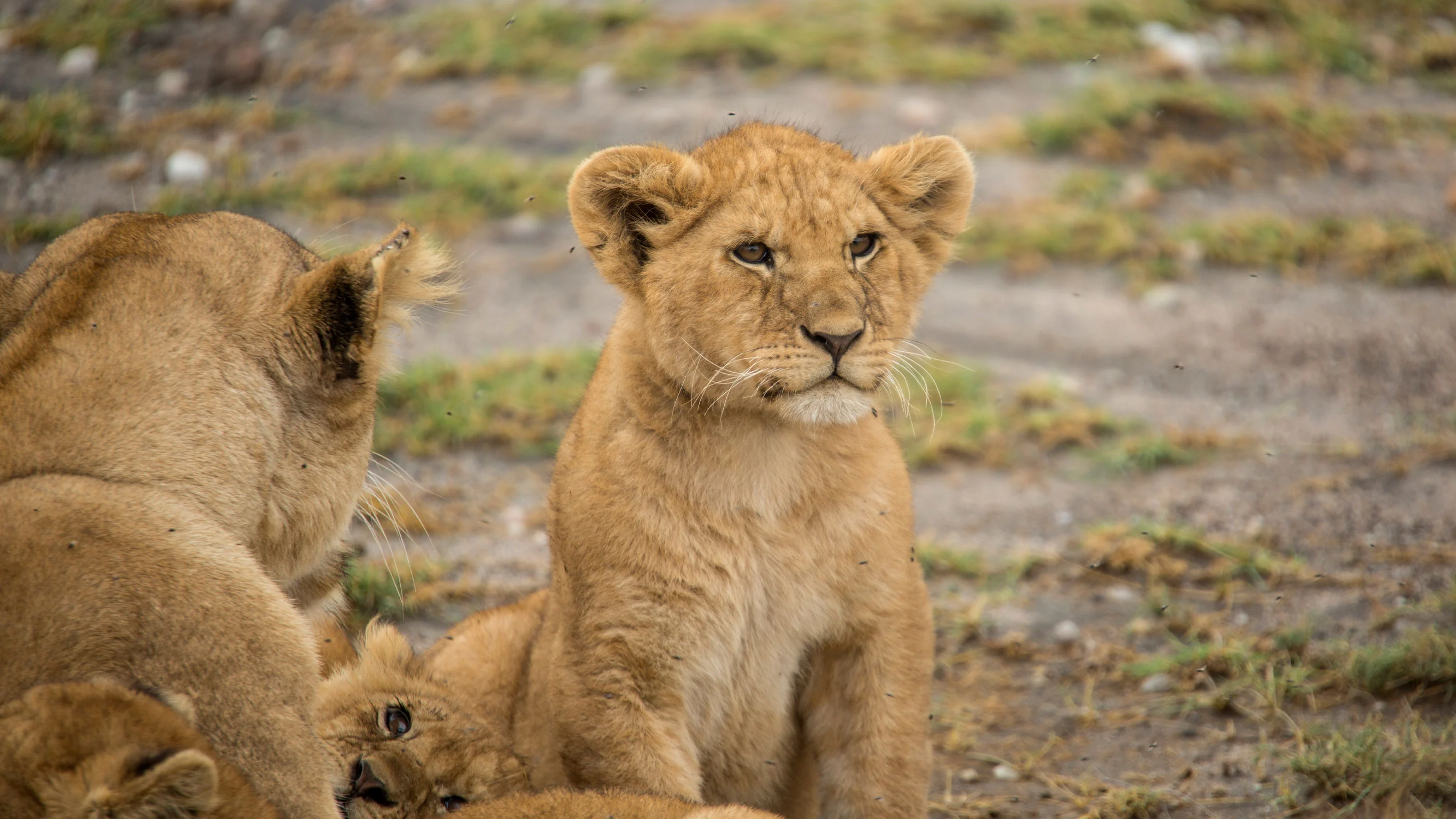 Upgraded Tanzania Safari